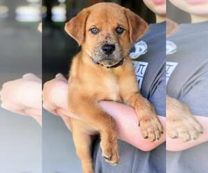 Sheprador Dogs for adoption in Fayetteville, GA, USA