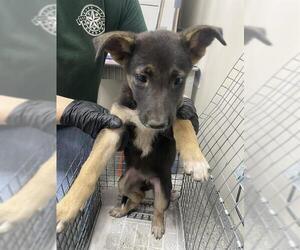 German Shepherd Dog-Unknown Mix Dogs for adoption in Pasadena, TX, USA