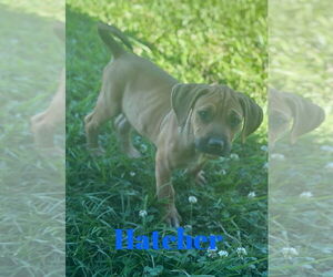 Black Mouth Cur-Unknown Mix Dogs for adoption in Monticello, MS, USA