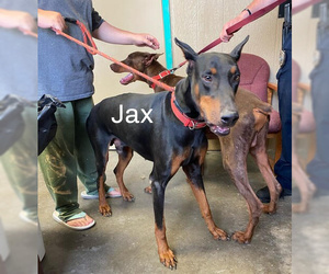 Doberman Pinscher Dogs for adoption in Point Pleasant, WV, USA