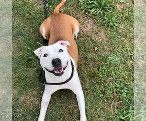 Bulloxer Dogs for adoption in Marietta, GA, USA