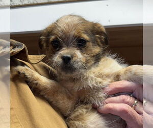 Shih Tzu-Unknown Mix Dogs for adoption in Bolivar, MO, USA
