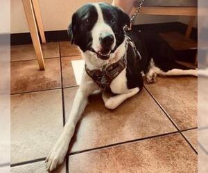 Border Collie Dogs for adoption in Rockwall, TX, USA