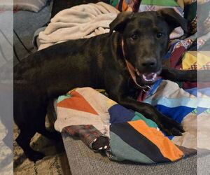 Labrador Retriever-Unknown Mix Dogs for adoption in Brooklyn Center, MN, USA