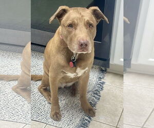 Mutt Dogs for adoption in Euless, TX, USA