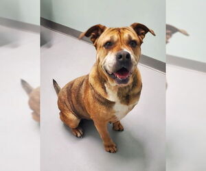 Boxer-Mastiff Mix Dogs for adoption in Lake City, MI, USA