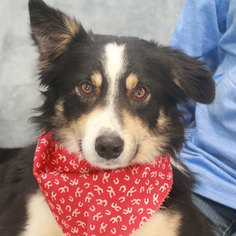Border Collie Dogs for adoption in Garfield Heights, OH, USA