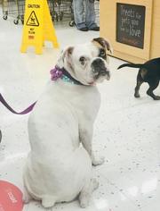 Boxer Dogs for adoption in Oakley, CA, USA