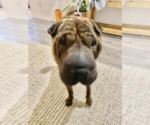 Chinese Shar-Pei Dogs for adoption in Aurora, CO, USA