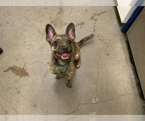 French Bulldog-Unknown Mix Dogs for adoption in Berkeley , CA, USA