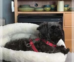 Poodle (Miniature)-Unknown Mix Dogs for adoption in aurora, IL, USA