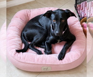 Labrador Retriever-Whippet Mix Dogs for adoption in Euless, TX, USA