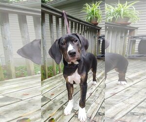 Bloodhound-Bulldog Mix Dogs for adoption in Oro Medonte, Ontario, Canada