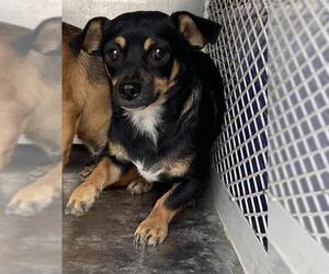 Chihuahua Dogs for adoption in Bakersfield, CA, USA