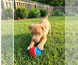 Mutt Dogs for adoption in Hillsboro, MO, USA