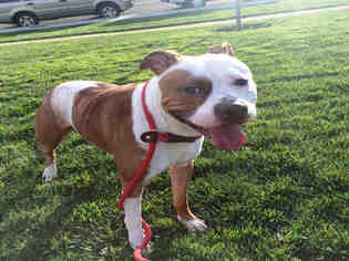 Bullboxer Pit Dogs for adoption in Alameda, CA, USA