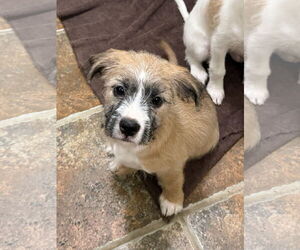 Maltese-Unknown Mix Dogs for adoption in Texarkana, TX, USA