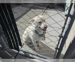 German Shepherd Dog-Unknown Mix Dogs for adoption in Santa Rosa, CA, USA