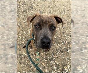 American Pit Bull Terrier Dogs for adoption in Santa Maria, CA, USA