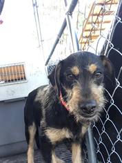 Miniature Schnauzer-Unknown Mix Dogs for adoption in Panama City, FL, USA