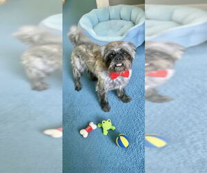 Shih Tzu Dogs for adoption in Weston, FL, USA