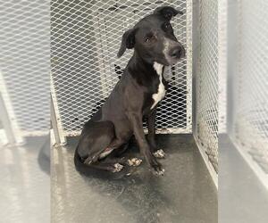 American Pit Bull Terrier Dogs for adoption in Bakersfield, CA, USA