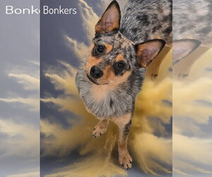 Chihuahua-Texas Heeler Mix Dogs for adoption in Phelan, CA, USA
