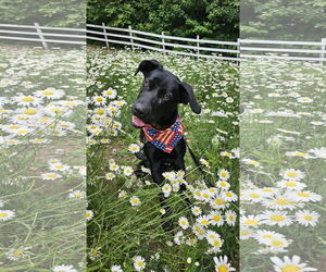 Mutt Dogs for adoption in Croydon, NH, USA