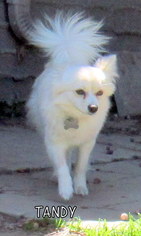 Maltipom Dogs for adoption in Lindsay, CA, USA