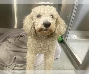 Poodle (Miniature) Dogs for adoption in Orange, CA, USA