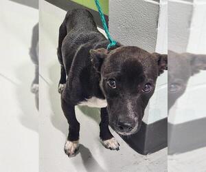 Chihuahua-Unknown Mix Dogs for adoption in Temple, TX, USA