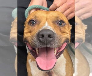 American Pit Bull Terrier Dogs for adoption in Tarboro, NC, USA