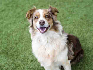 Australian Shepherd Dogs for adoption in Placerville, CA, USA