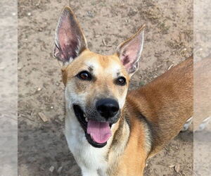 Mutt Dogs for adoption in Canton, CT, USA
