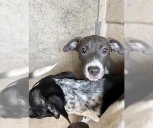 American Pit Bull Terrier-Unknown Mix Dogs for adoption in Oklahoma City, OK, USA