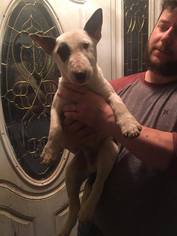 Bull Terrier Dogs for adoption in Parker Ford, PA, USA