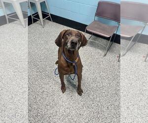Mutt Dogs for adoption in Front Royal, VA, USA