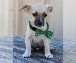 Chihuahua-Unknown Mix Dogs for adoption in Bandera, TX, USA
