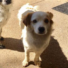 Cardigan Welsh Corgi Dogs for adoption in Waco, TX, USA