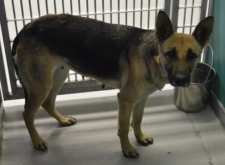German Shepherd Dog Dogs for adoption in Bryan, TX, USA