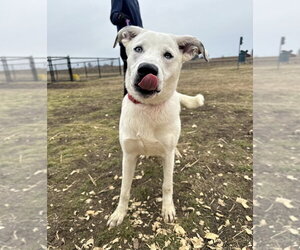 Siberian Husky-Unknown Mix Dogs for adoption in Evansville, IN, USA