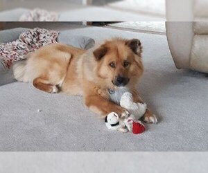 German Shepherd Dog-Huskies  Mix Dogs for adoption in Fort Morgan, CO, USA