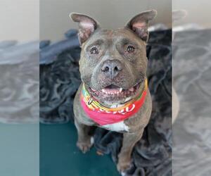 Mutt Dogs for adoption in Las Vegas, NV, USA