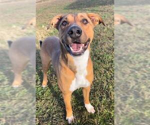 Labrador Retriever-Unknown Mix Dogs for adoption in Rosenberg, TX, USA