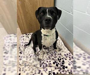 American Pit Bull Terrier Dogs for adoption in Brighton, CO, USA