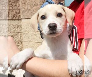 Labrador Retriever-Unknown Mix Dogs for adoption in Washington, DC, USA