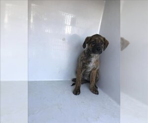 Plott Hound-Unknown Mix Dogs for adoption in Augusta, GA, USA