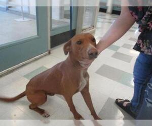 Pharaoh Hound Dogs for adoption in Oklahoma City, OK, USA