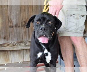 Boxer Dogs for adoption in Abbeville, LA, USA