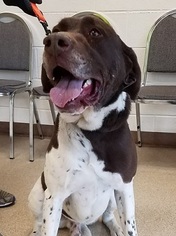 Small German Shorthaired Pointer Mix